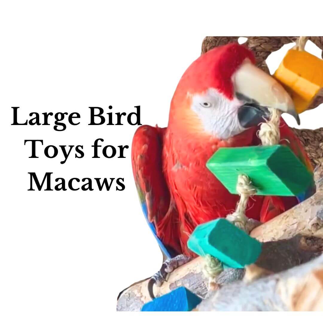 Large Bird Toys for Macaws