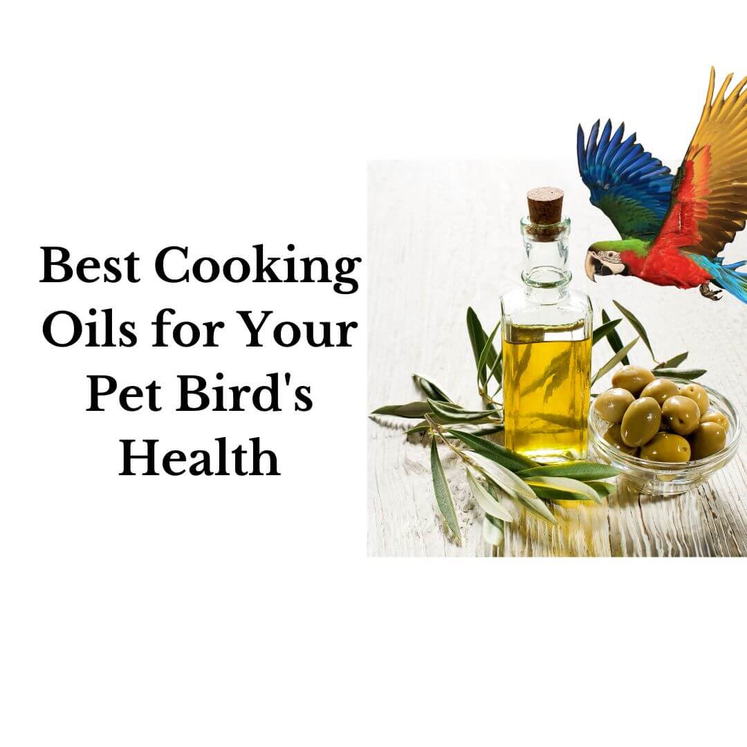 Best Cooking Oils for Your Pet Bird's Health