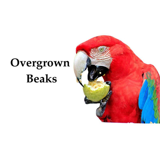 Overgrown Beaks 