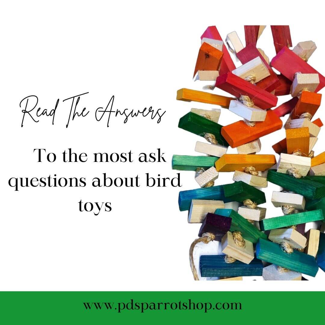 your questions about bird toys answered. 