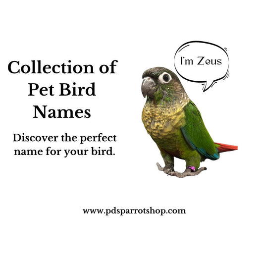 Collection Of Pet Bird Names