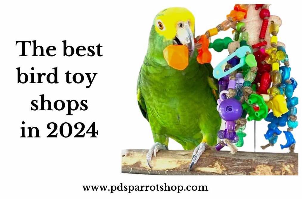 best bird toy shops of 2023 image of amazon playing with toys