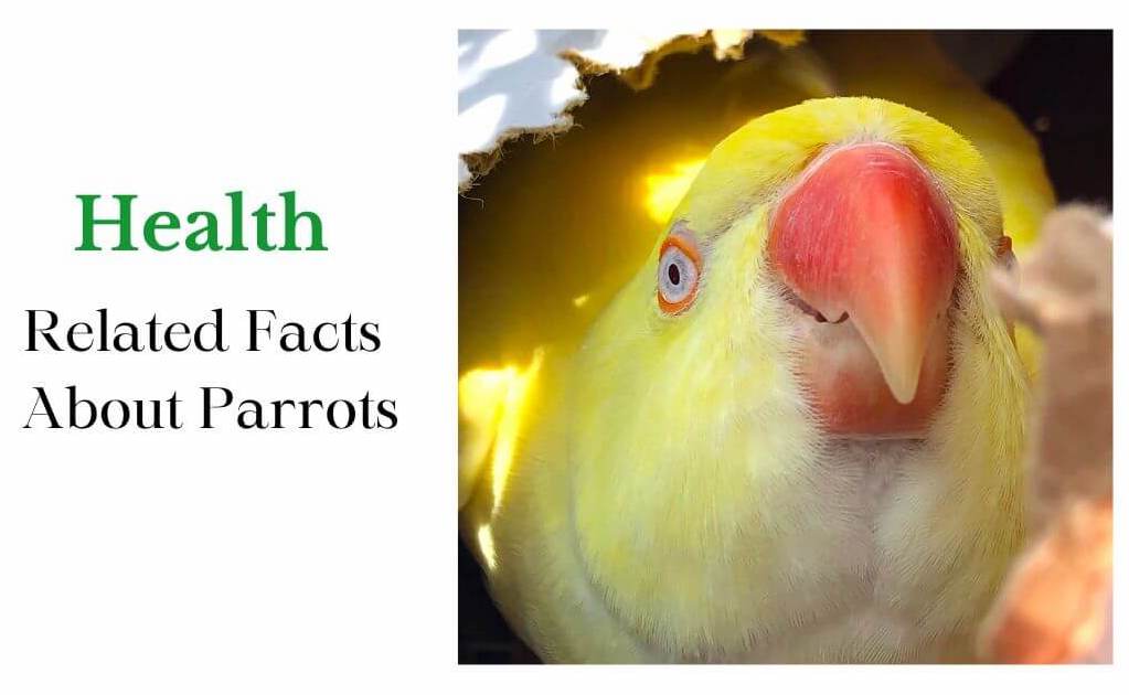 Health related facts about parrots