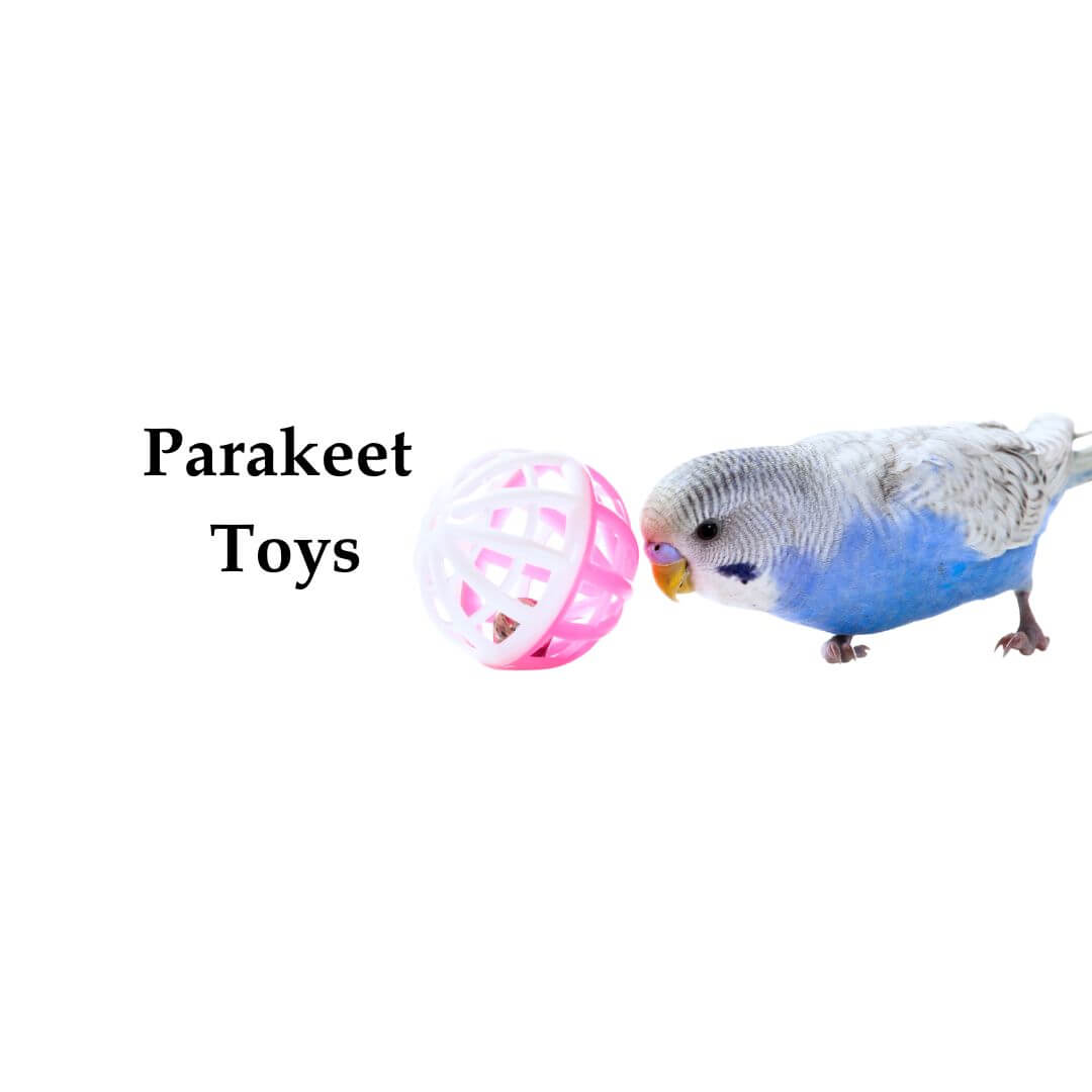 parakeet toys