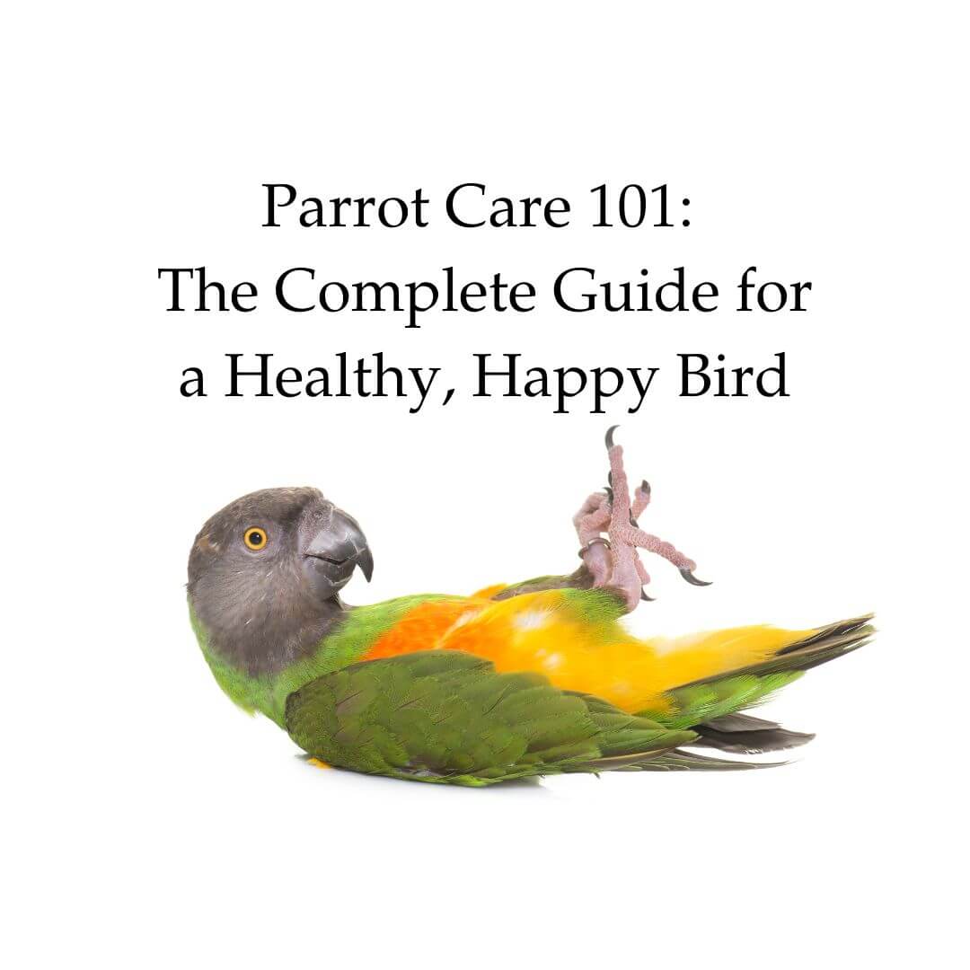 Parrot Care