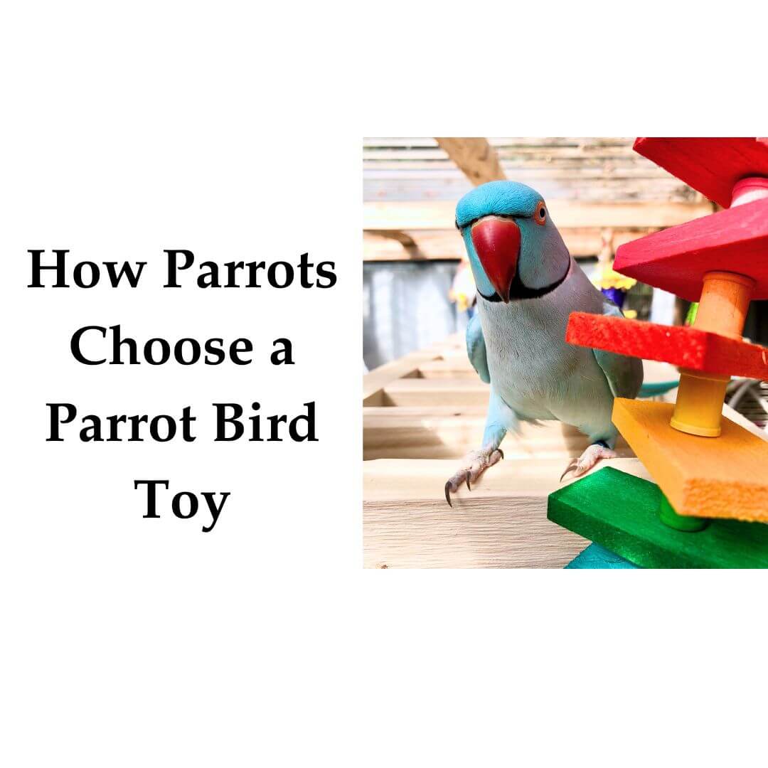 How Parrots Choose a Parrot Bird Toy