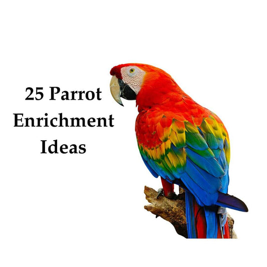 Parrot Enrichment Ideas 