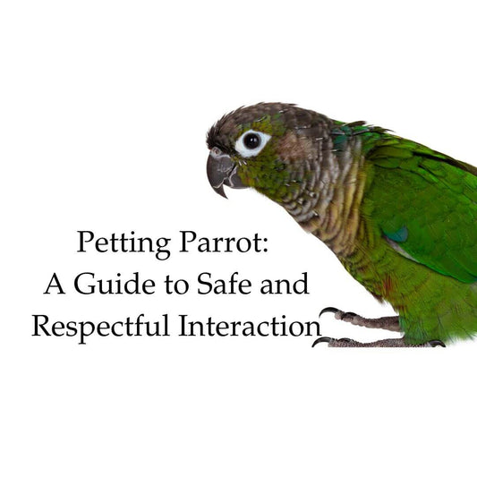 petting parrot
