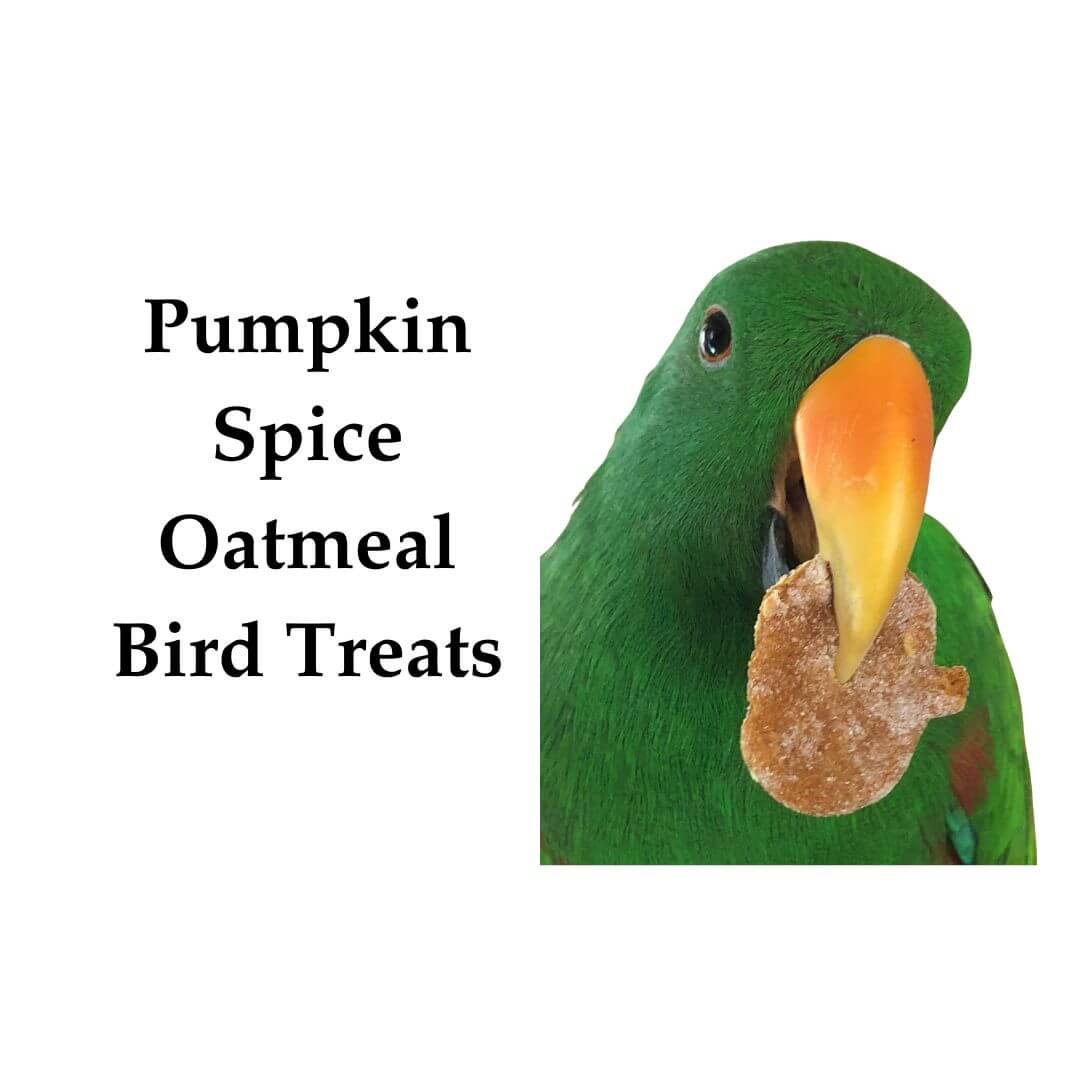 Pumpkin Spice Oatmeal Bird Treats