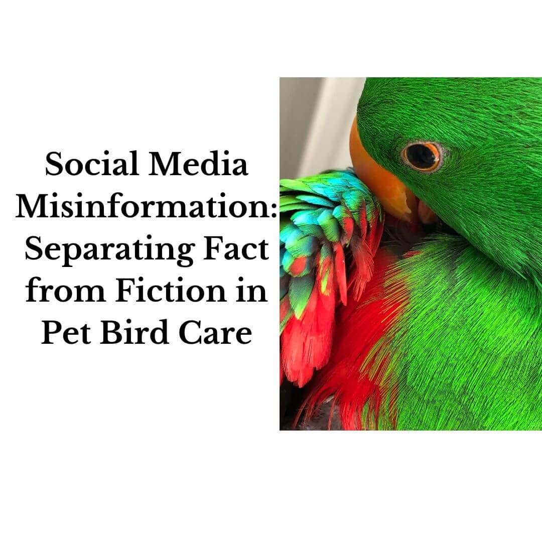 Social Media Misinformation: Separating Fact from Fiction in Pet Bird Care