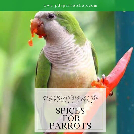 Spices for Parrots: A Flavorful Journey with Health Benefits.