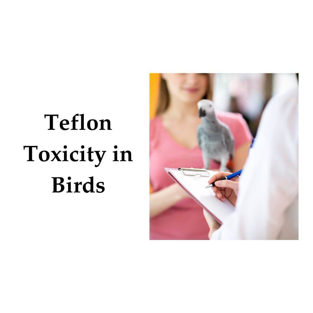 Teflon Toxicity in Birds