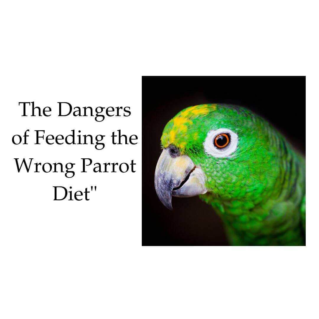Parrot Diet