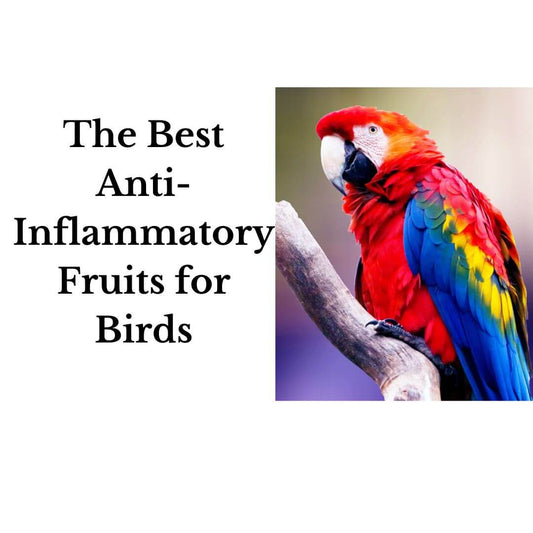 The Best Anti-Inflammatory Fruits for Birds: A Guide to Healthier Birds and Longevity