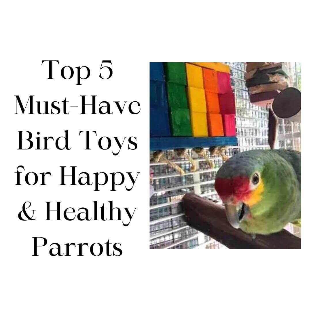 Top 5 Must-Have Bird Toys for Happy & Healthy Parrots