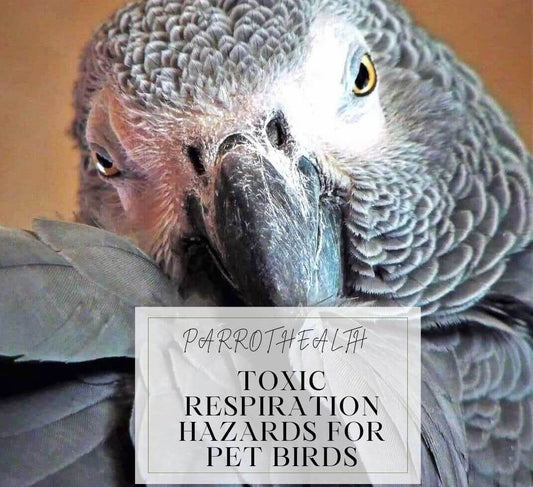 Toxic Respiration Hazards for Pet Birds: A Comprehensive Guide