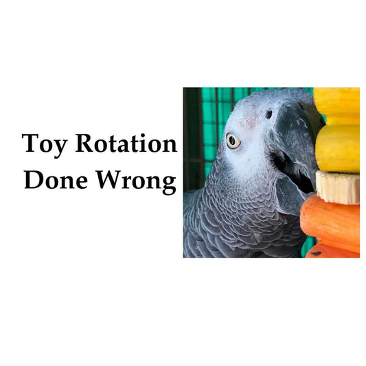 Toy Rotation Done Wrong: Why Your Parrot Stops Caring About Their Toys