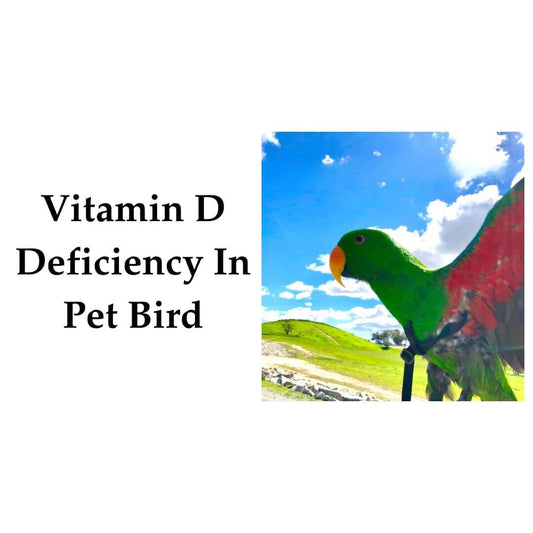 parrot flying in sunlight