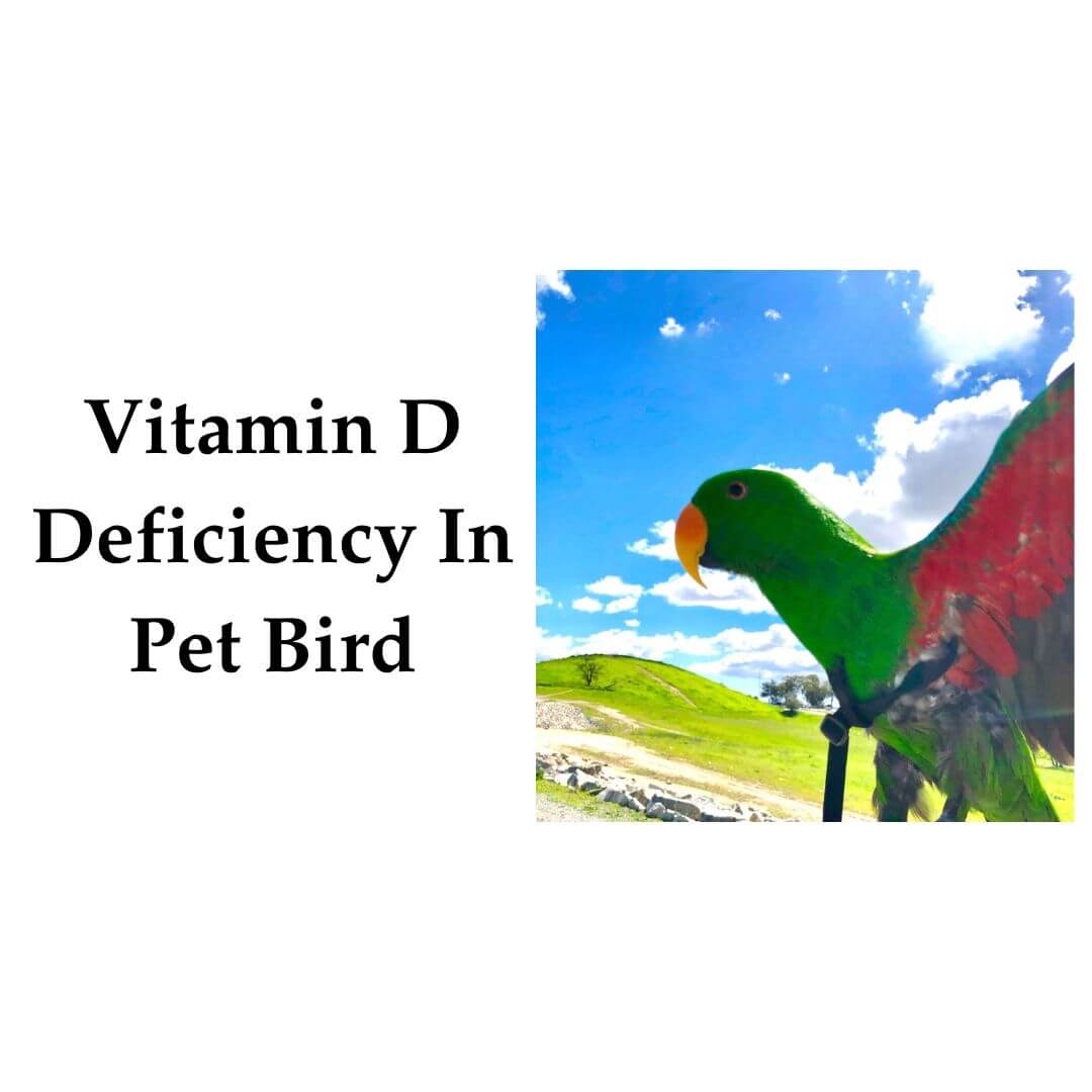 parrot flying in sunlight