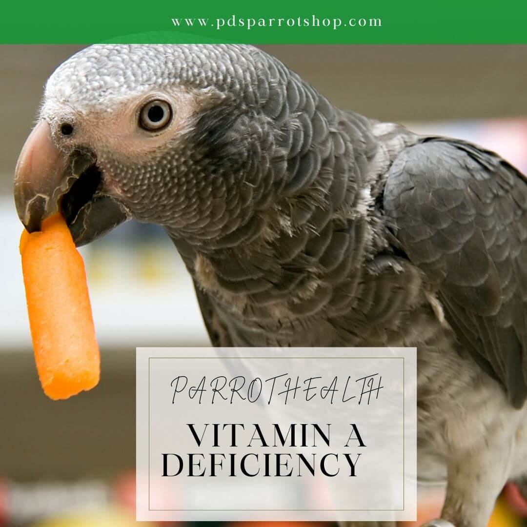 The Parrot Health Crisis: Exploring Vitamin A Deficiency