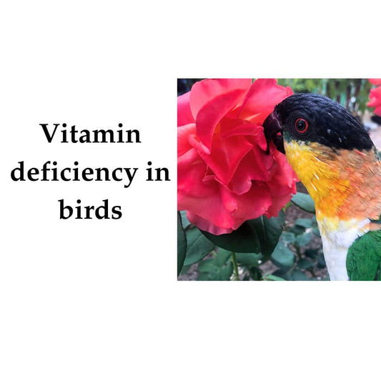 Vitamin Deficiency in Birds