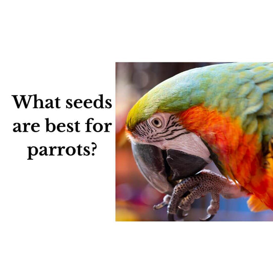 What seeds are best for parrots?