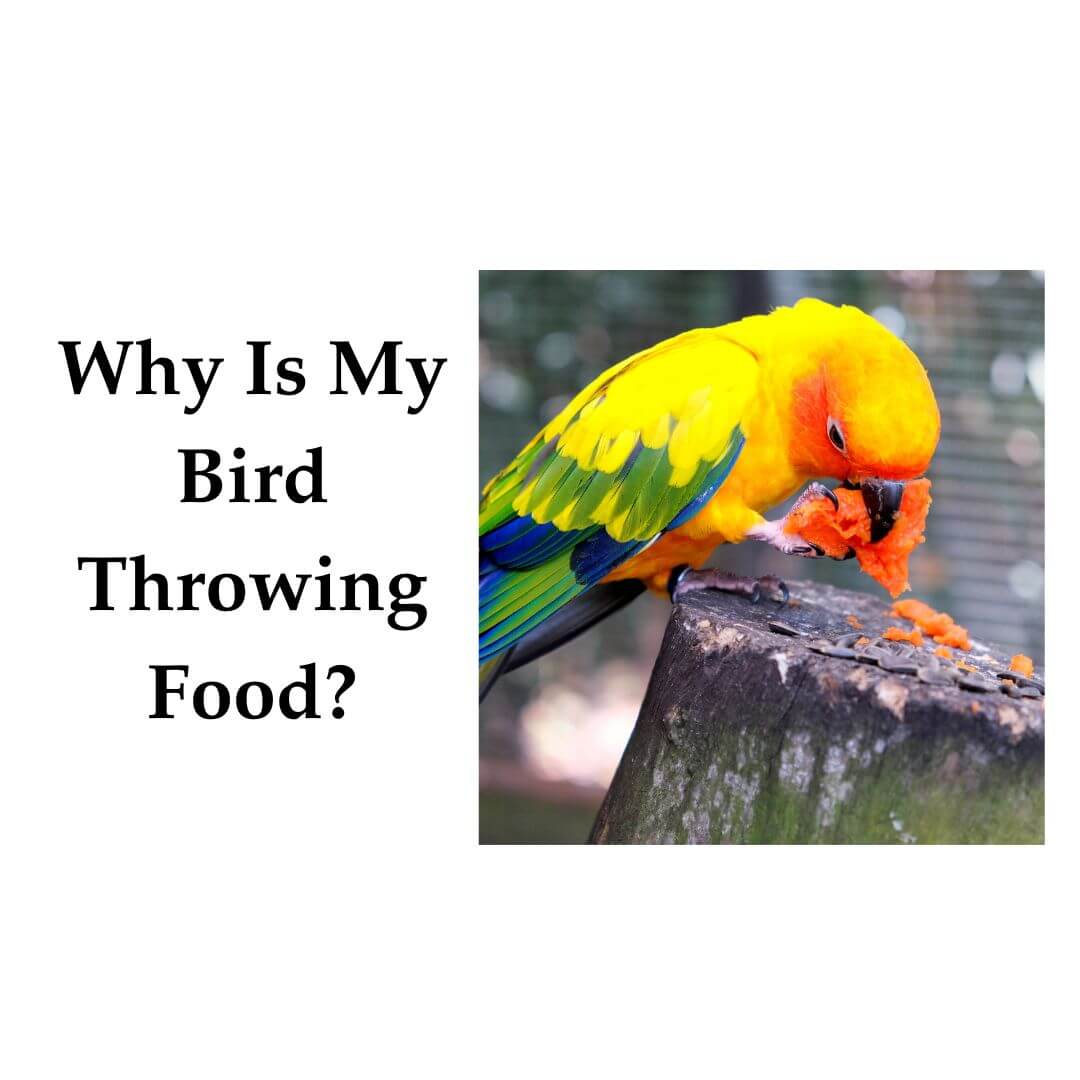 Why Is My Bird Throwing Food?
