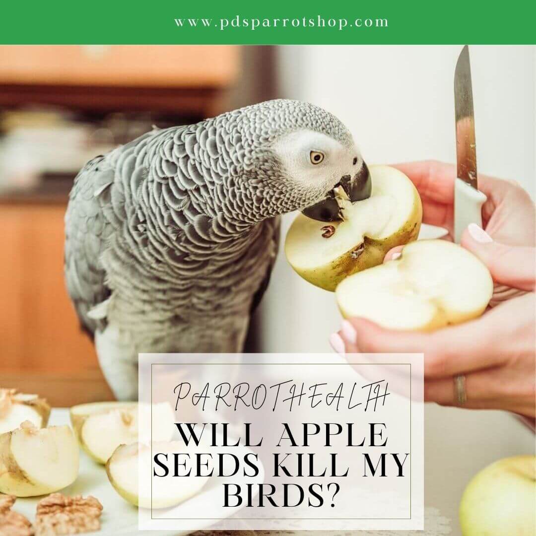 parrot eating apples with seeds