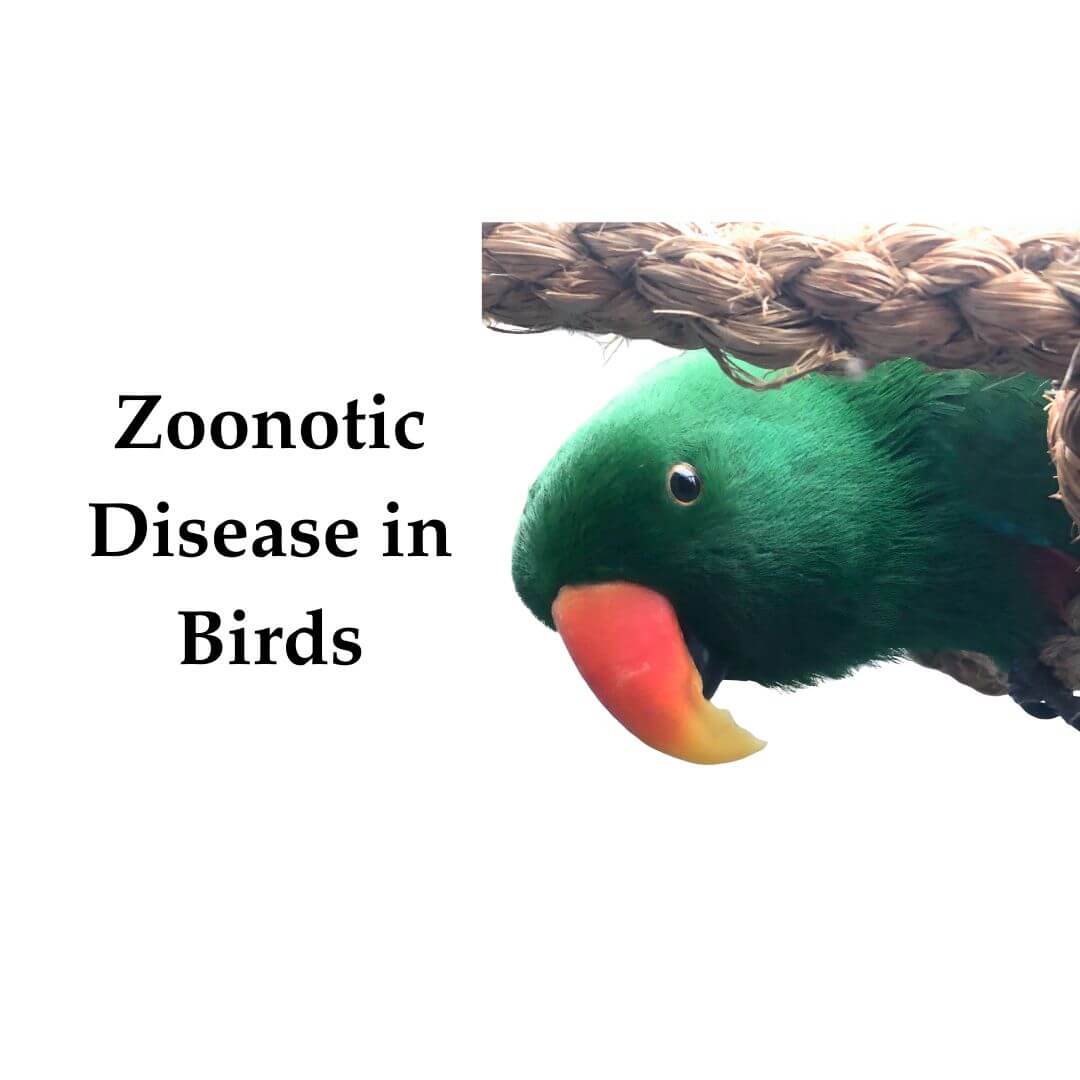 Zoonotic Disease in Birds