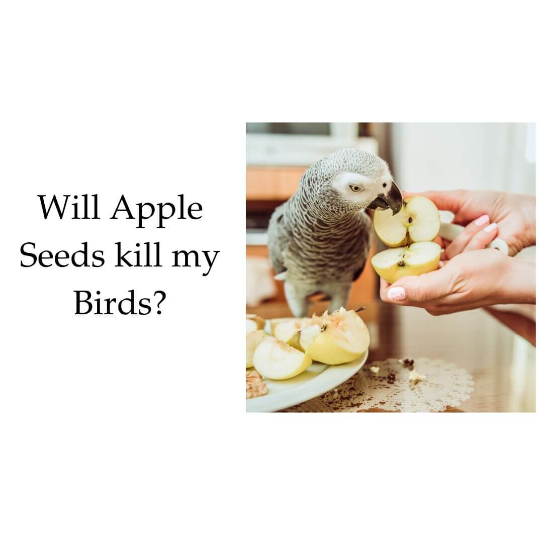 apple seeds for birds?