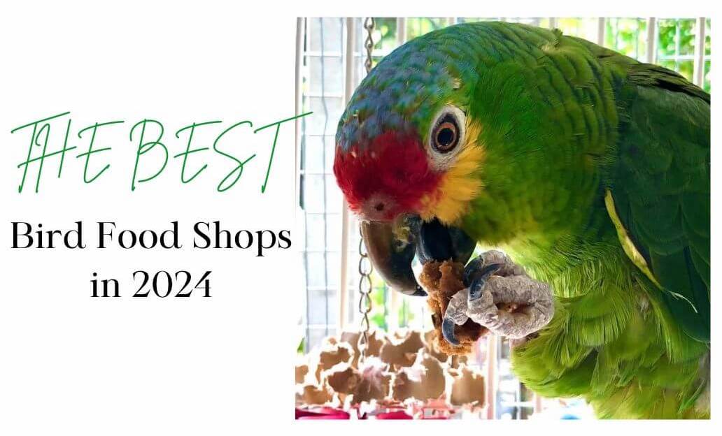 best parrot food for 2023  Red lord amazon eating carrot on the cover of best parrot food of 2023