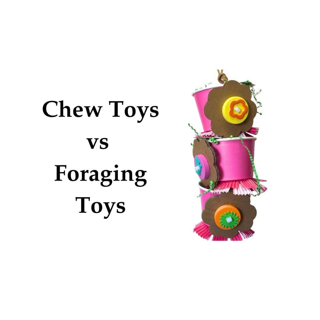 bird chew toy