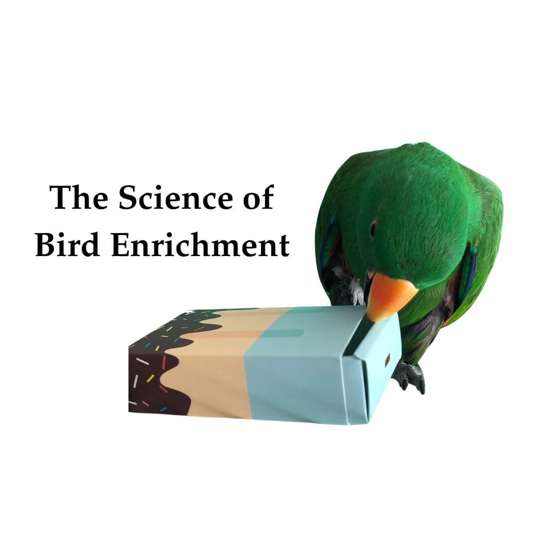 Bird Enrichment for bird toy