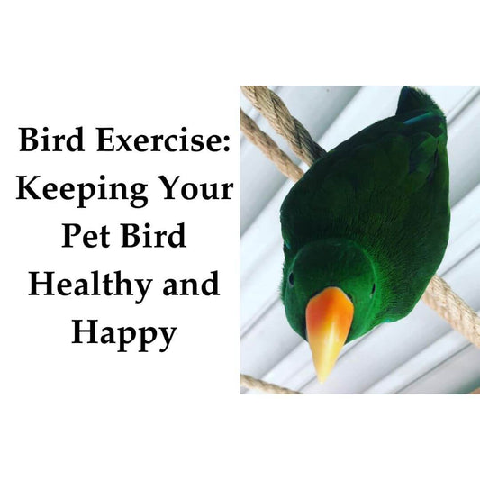 Bird Exercise