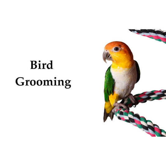 bird grooming