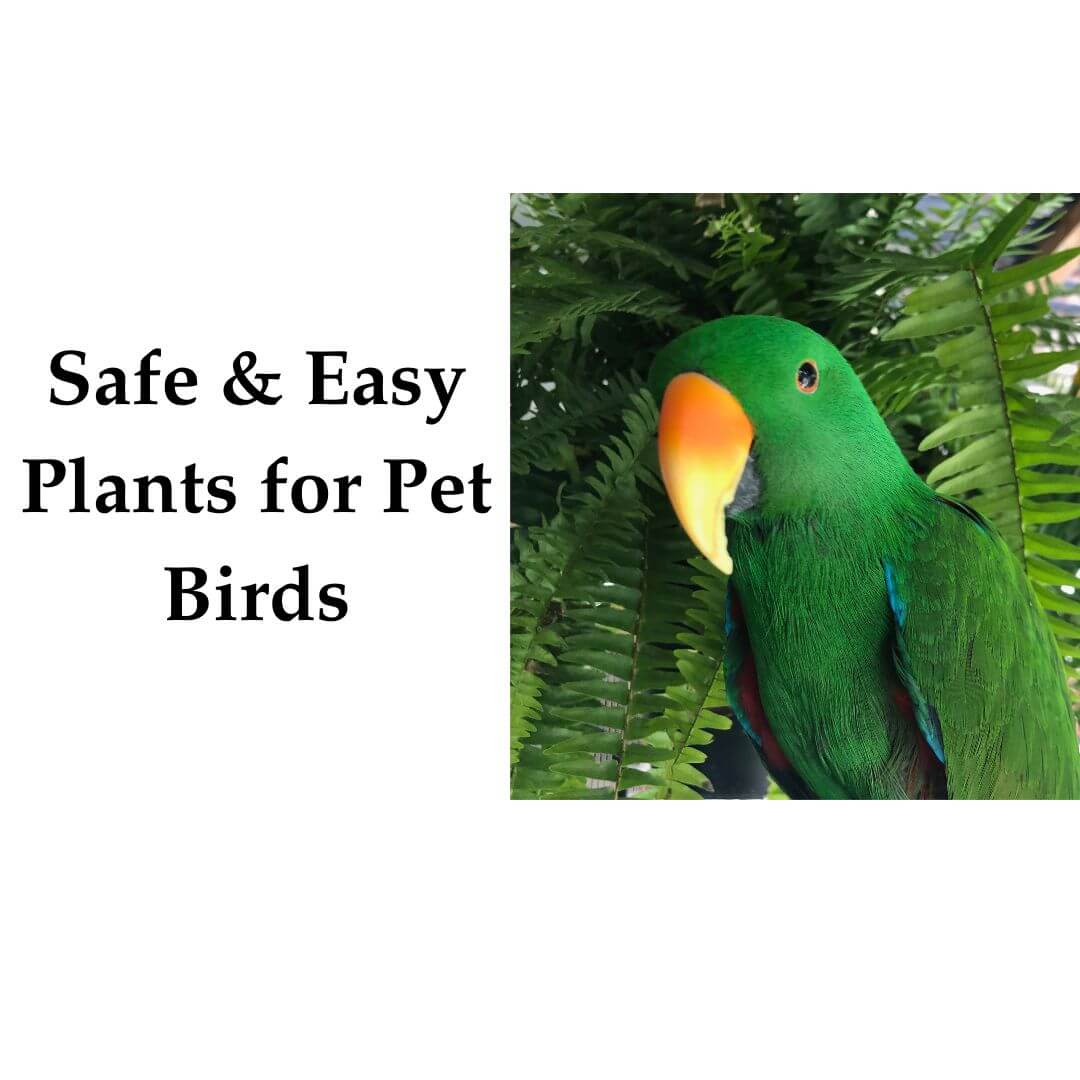 Safe & Easy Plants for Pet Birds