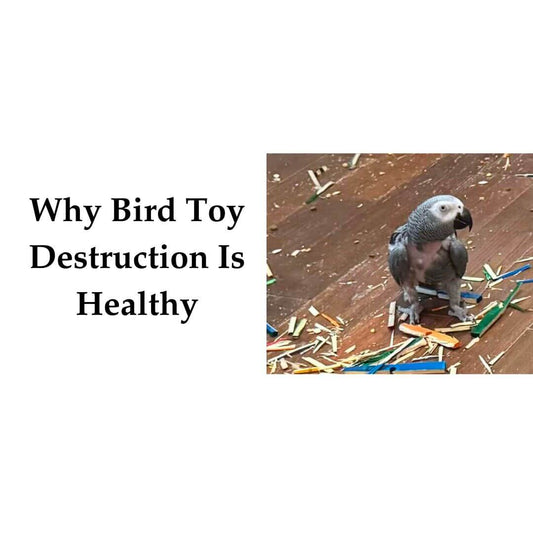 bird toy destruction