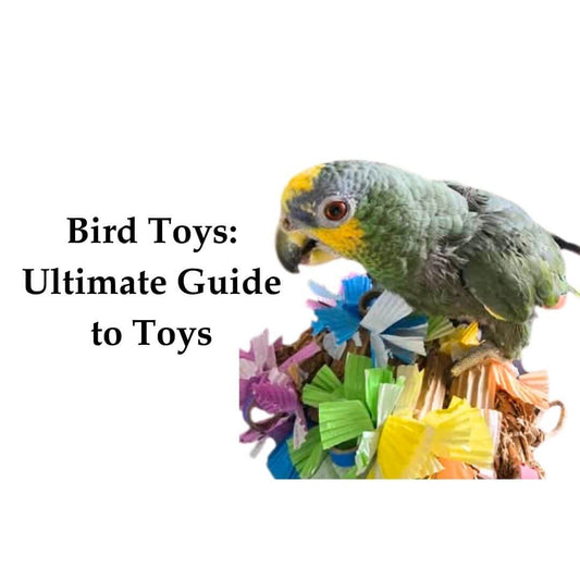 bird toys