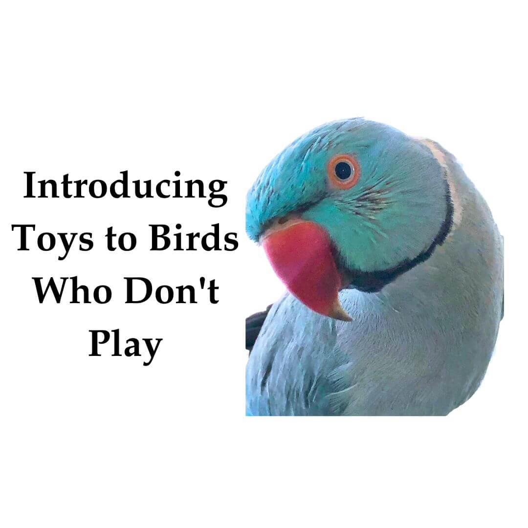 Introducing Toys to Birds Who Are Fearful or Don’t Play
