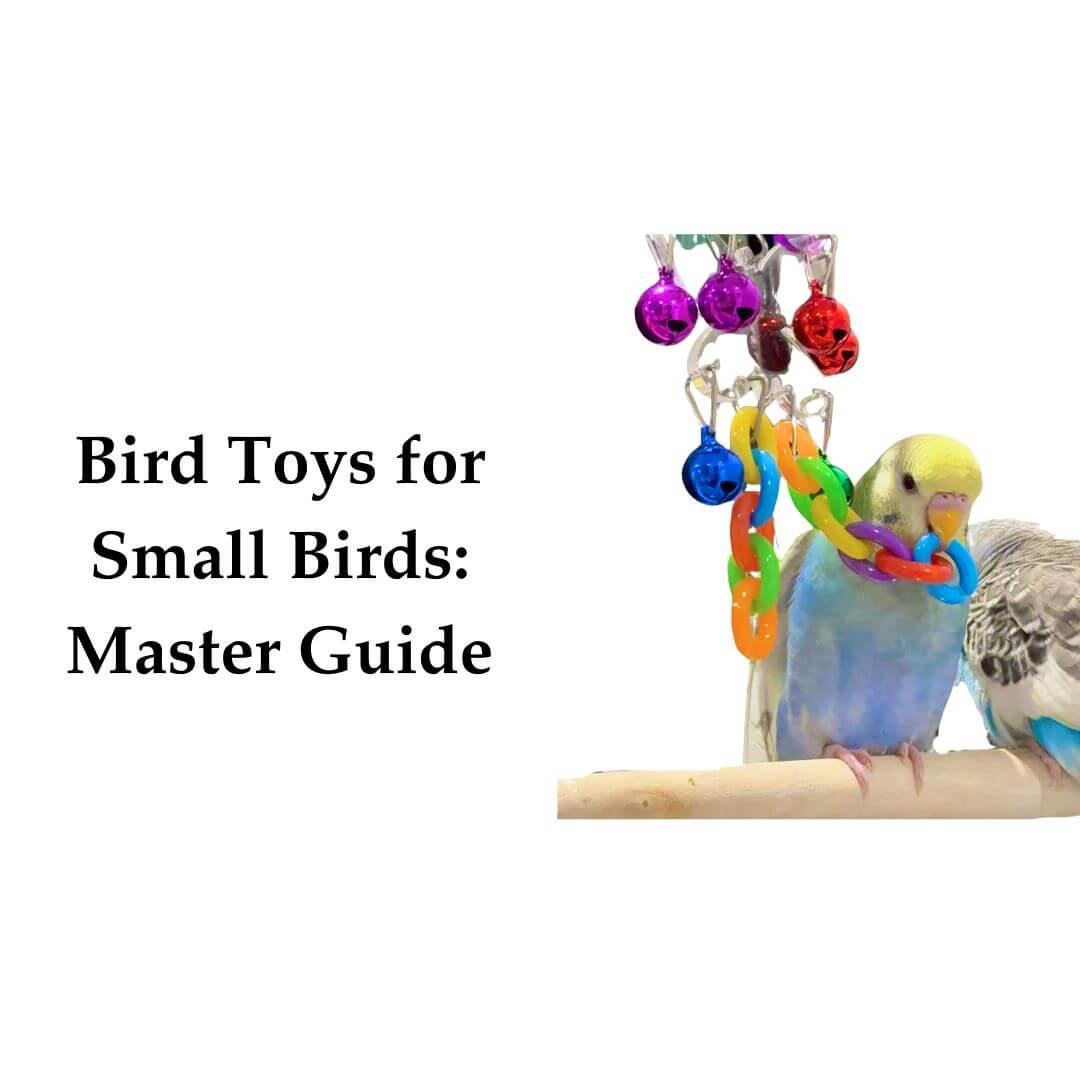 Bird Toys for Small Birds