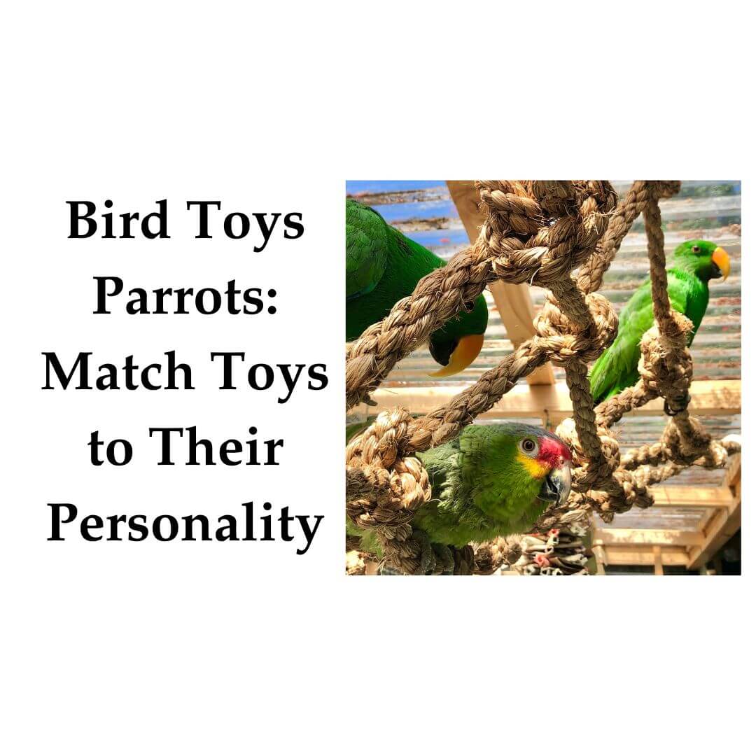 bird toys parrots
