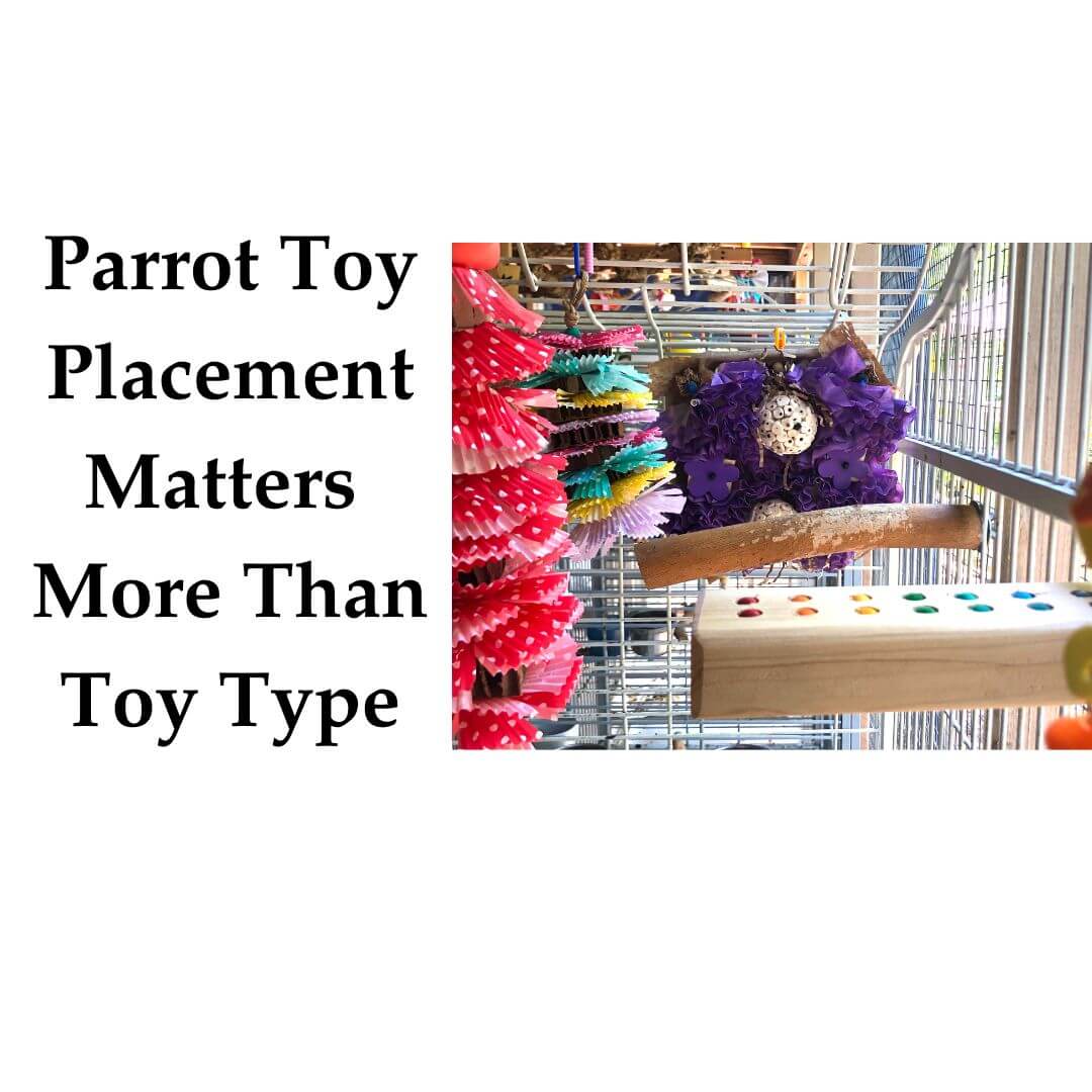 Parrot Toy Placement Matters More Than Toy Type