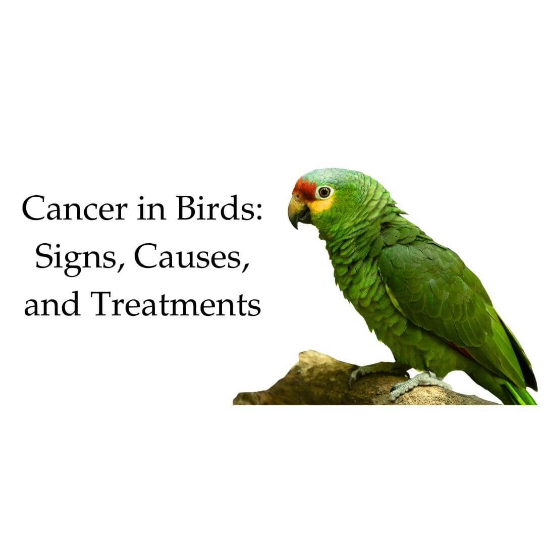 cancer in birds