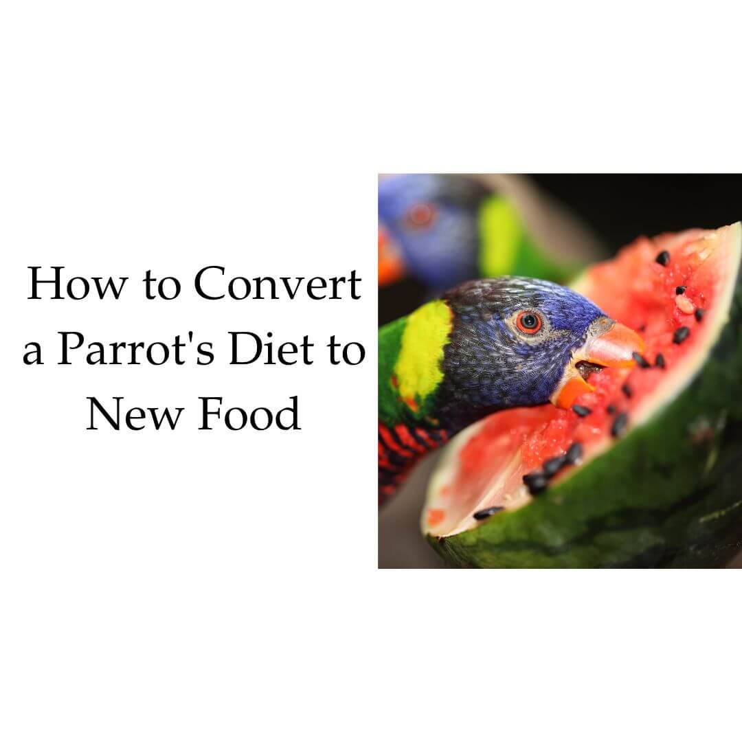 changing parrots diet