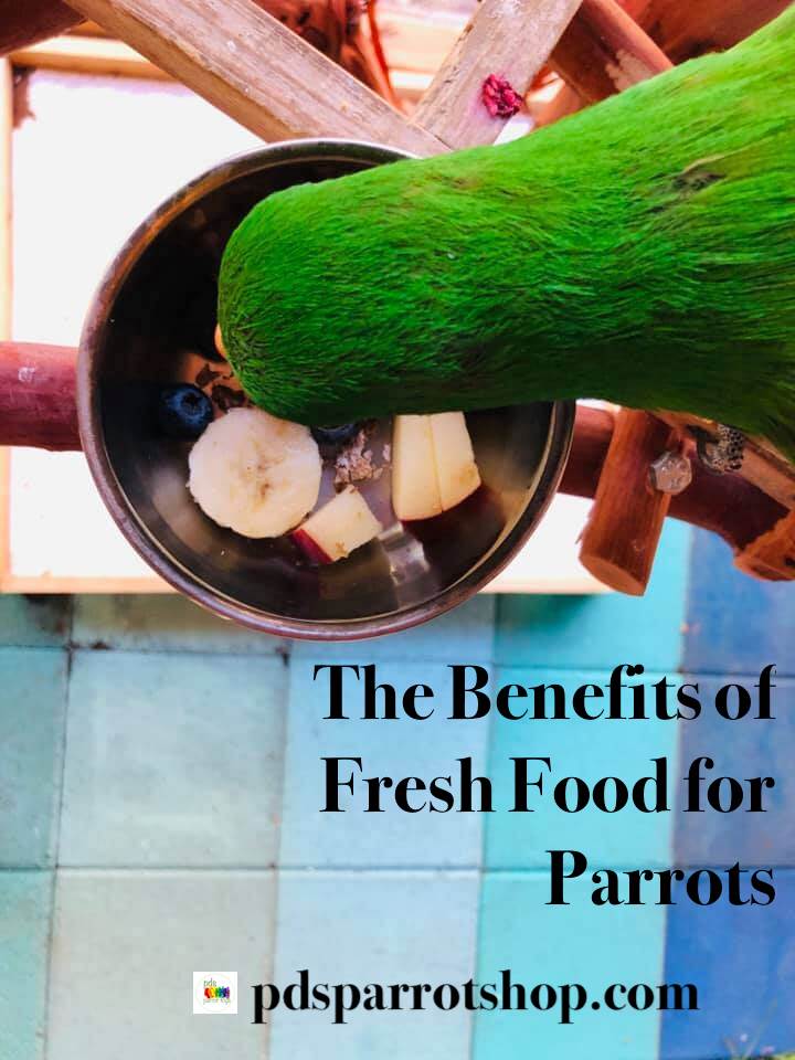 eclectus parrot eating fresh food diet
