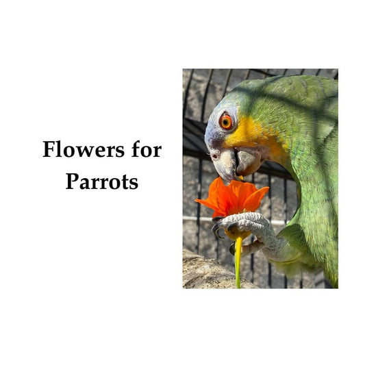 flowers for birds