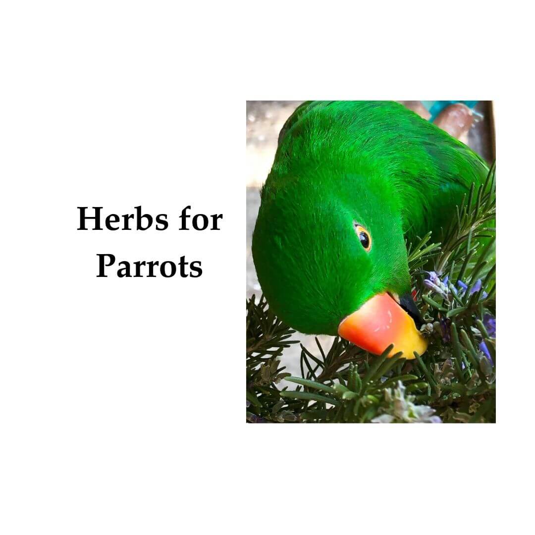 herbs for birds