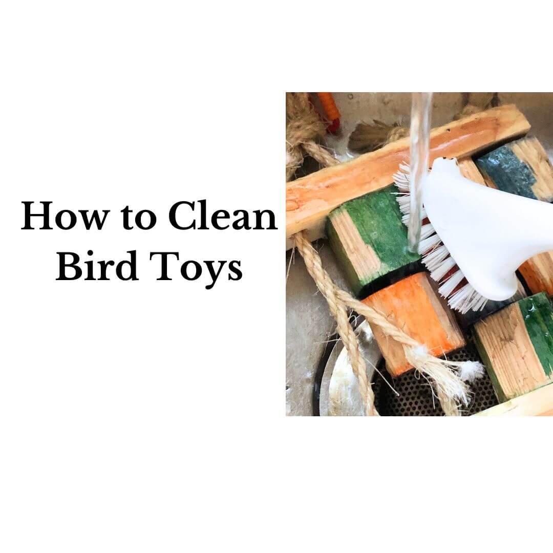 how to clean bird toys