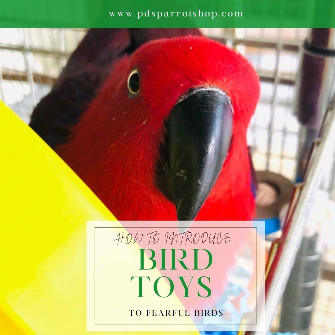 Introducing Bird Toys to a Fearful Bird: A Comprehensive Guide