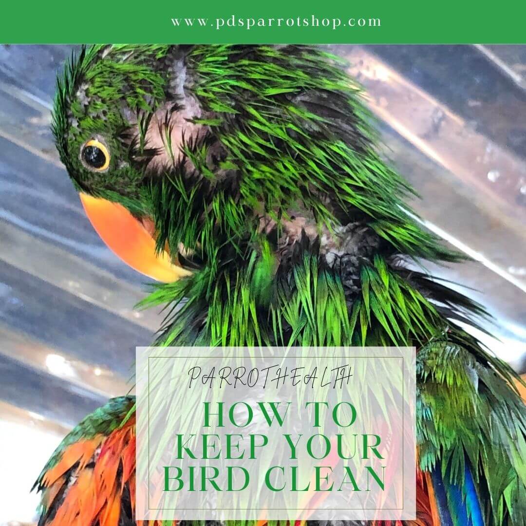 Text: how to keep your pet bird clean. Picture of a wet eclectus parrot 
